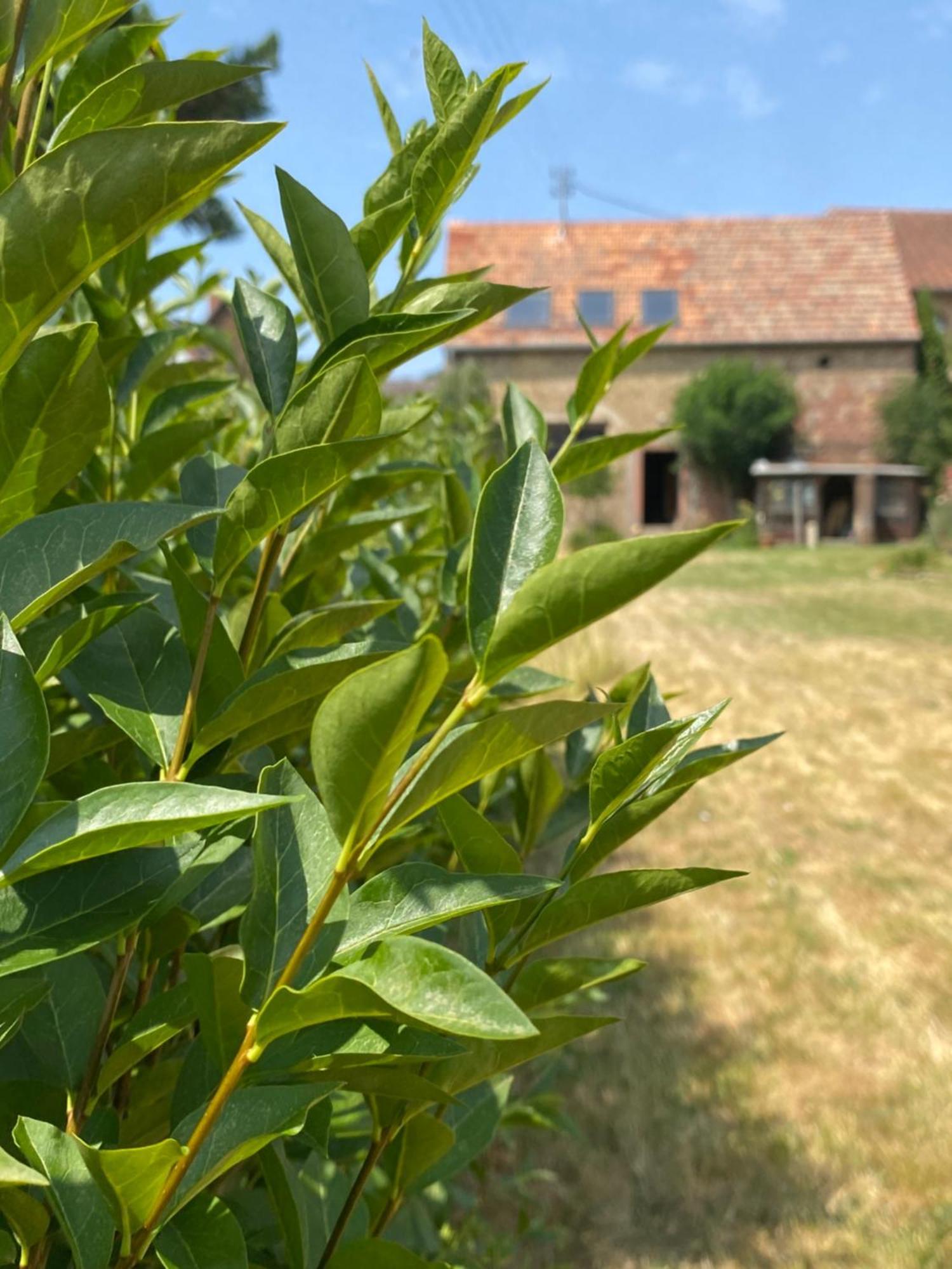 Zum Schockelgaul Gaestehaus Forst an der Weinstrasse Exterior foto